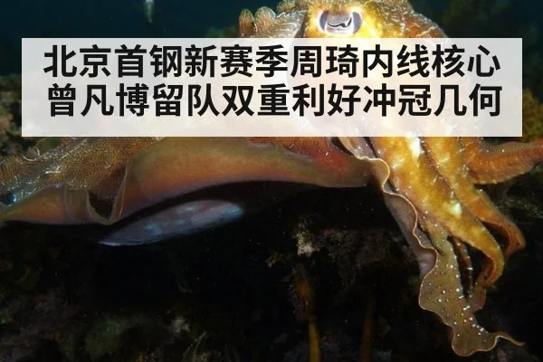 北京首钢新赛季周琦内线核心曾凡博留队双重利好冲冠几何